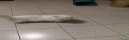 Persiano gatti in vendita: PERSIANO  CHINCHILLA- SILVER - Annuncio 2