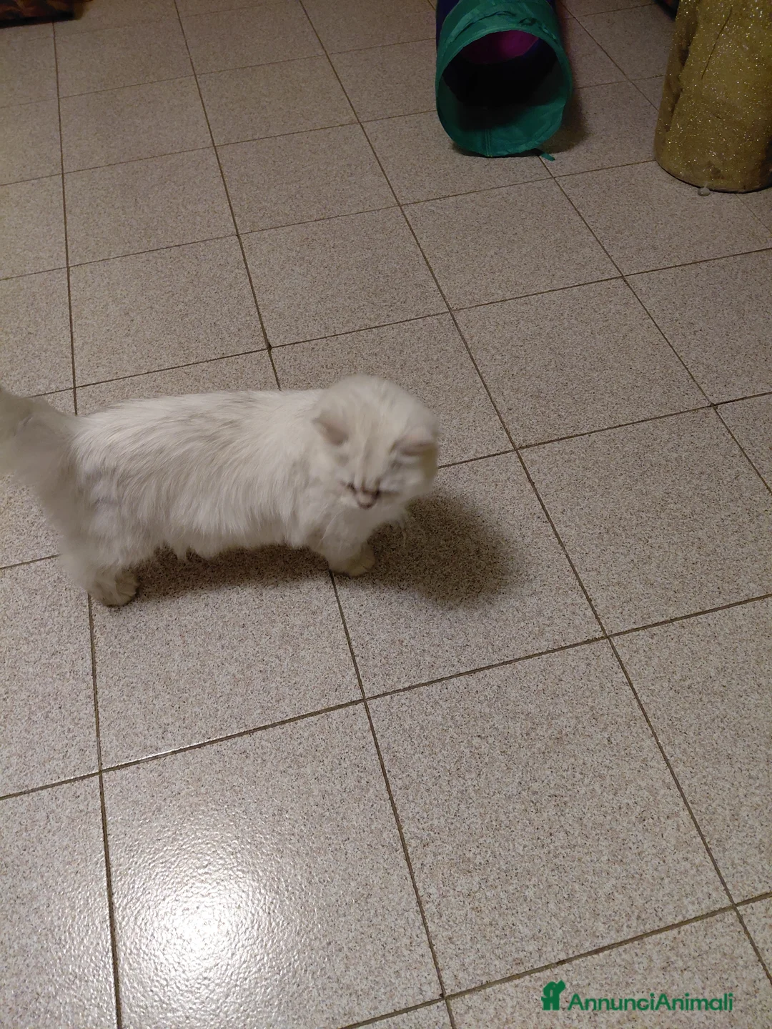 Persiano gatti in vendita: PERSIANO  CHINCHILLA- SILVER - Annuncio 2