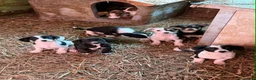 Meticcio cani in regalo: 8 super CUCCIOLI tg PICCOLA cercano amore! - Annuncio 2