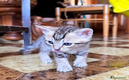 Meticcio gatti in regalo: Gattini di 2 mesi brescia a Provincia di Brescia - Immagine 3
