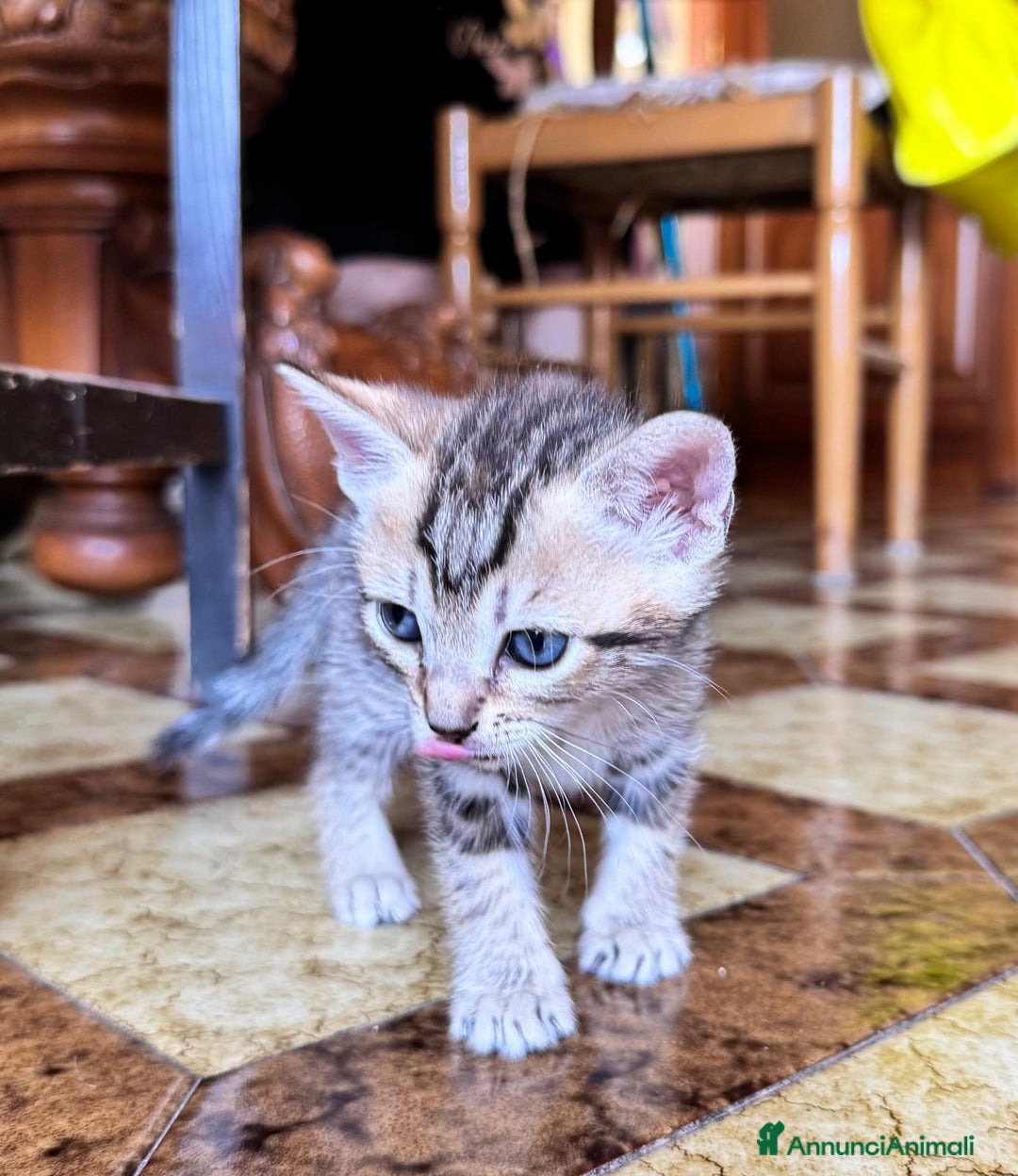 Meticcio gatti in regalo: Gattini di 2 mesi brescia a Provincia di Brescia - Immagine 3