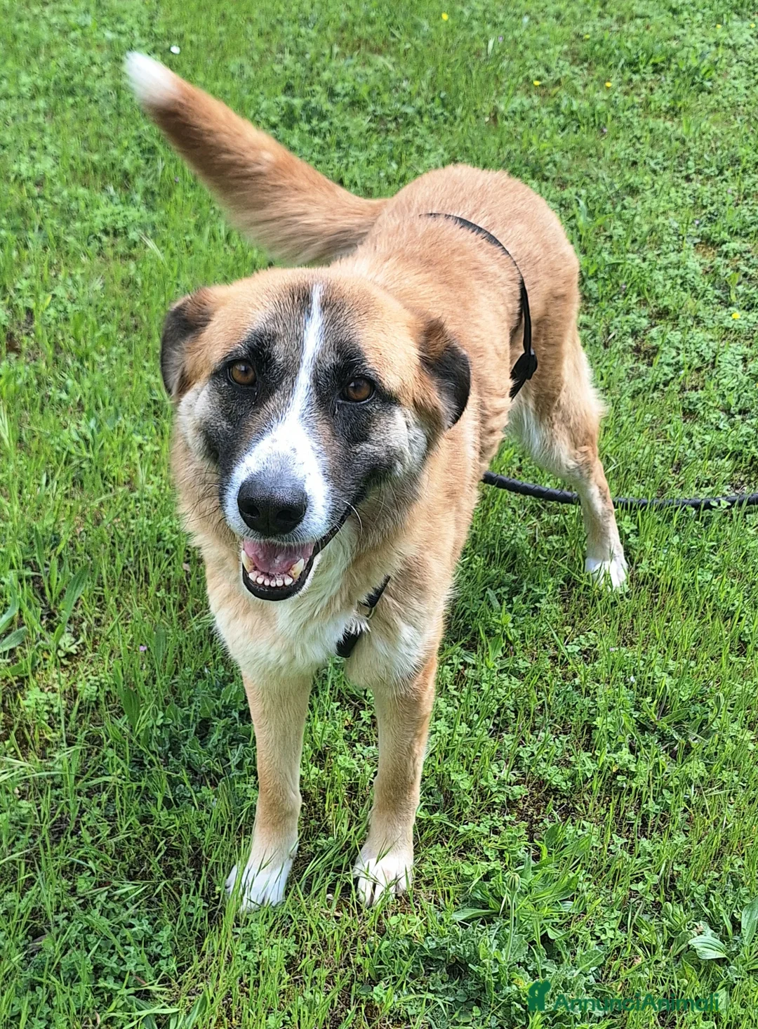 Meticcio cani in regalo: Ambra 4 anni Taglia grande  - Annuncio 2