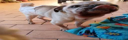 Carlino cani in regalo: regalo cane carlino  - Annuncio 2