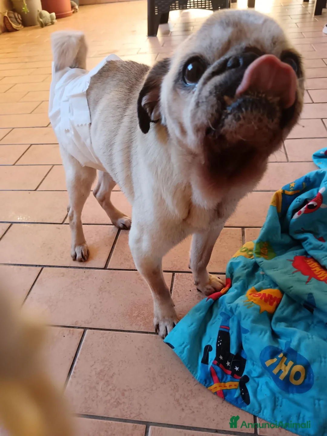 Carlino cani in regalo: regalo cane carlino  - Annuncio 2