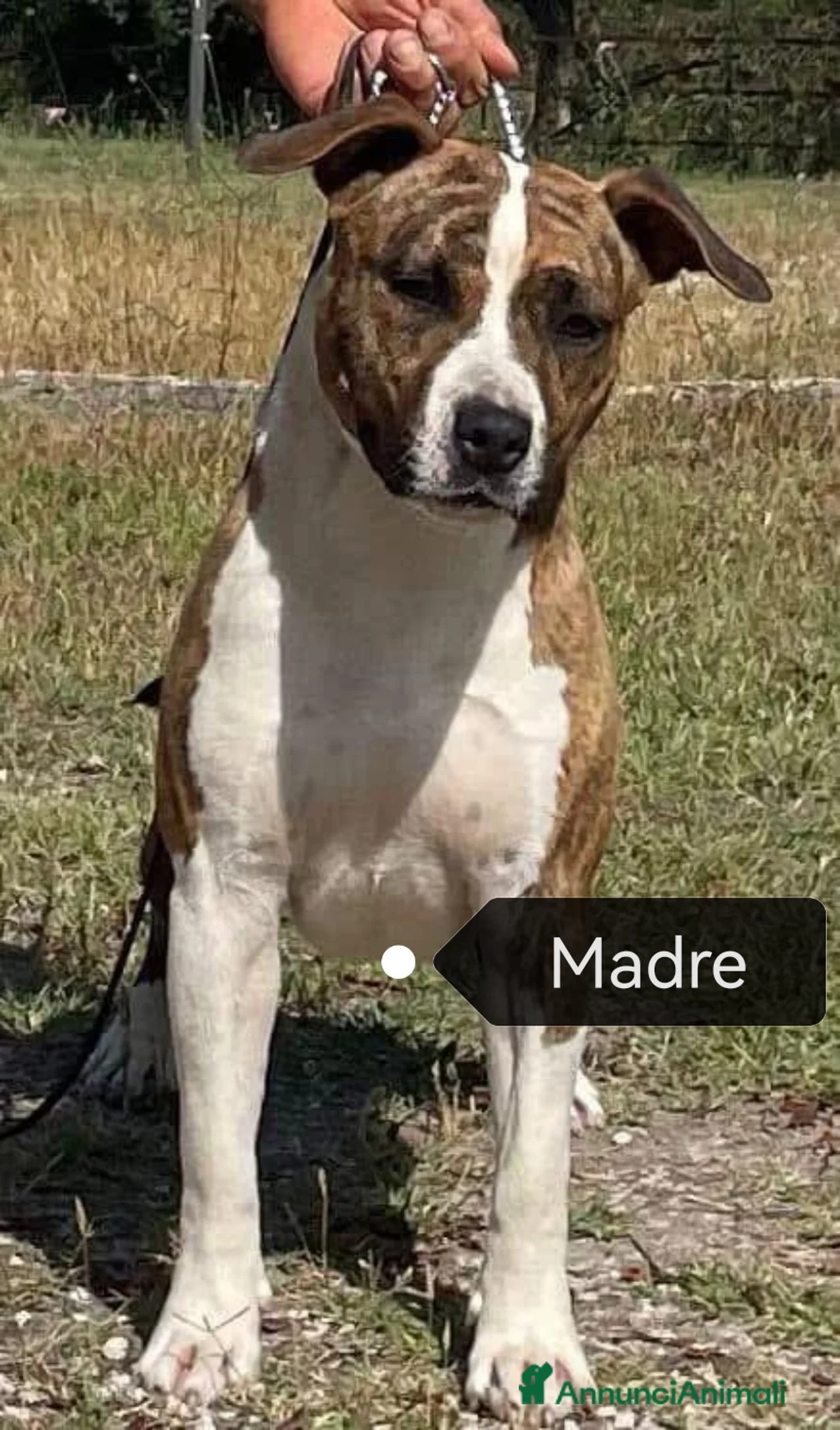 American Staffordshire cani in vendita: Cuccioli Amstaff con pedigree enci  - Annuncio 5