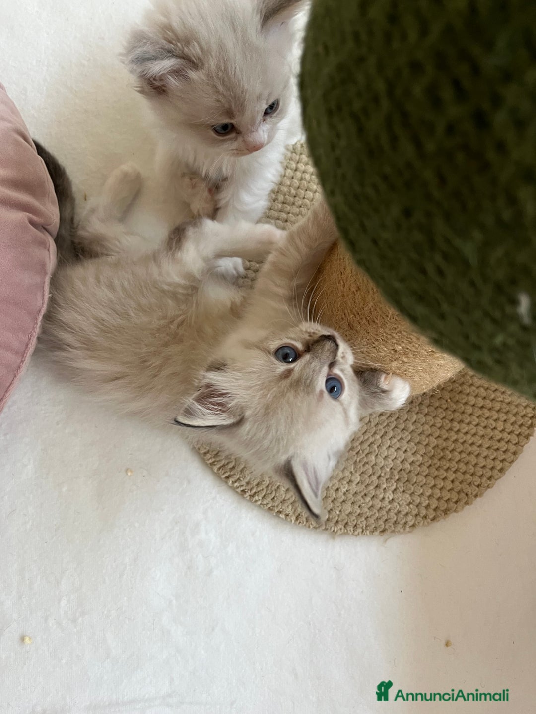Ragdoll gatti in vendita: Cuccioli ragdoll disponibili  a Provincia di Como - Immagine 5