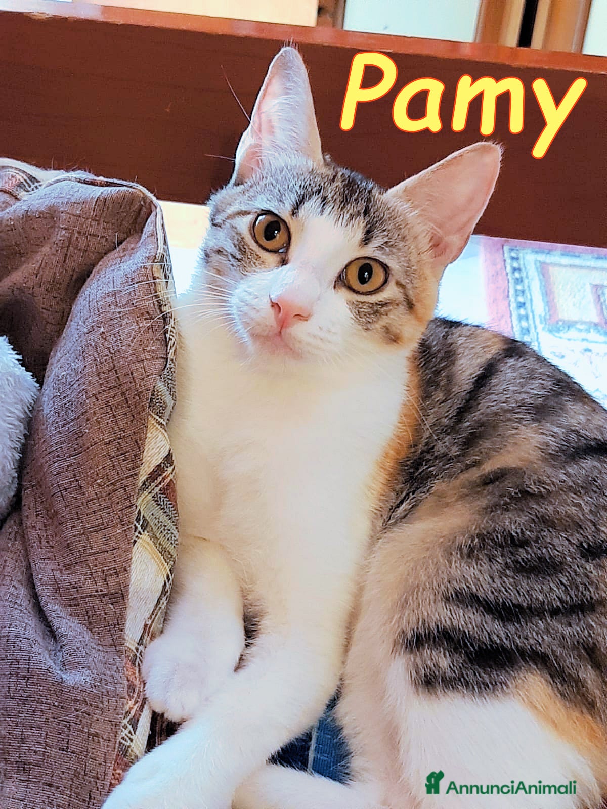 Europeo gatti PAMY UN AMORE DI GATTINA AFFETTUOSA - Annuncio 8