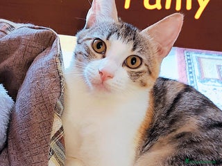 Europeo gatti PAMY UN AMORE DI GATTINA AFFETTUOSA - Annuncio 5