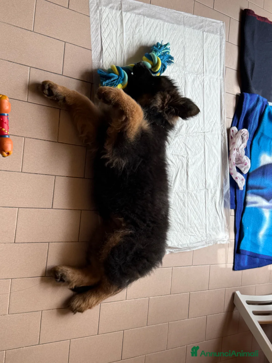 Pastore Tedesco cani in vendita: Cucciolo di Pastore Tedesco a pelo lungo di 3 mesi a Provincia di Modena - Annuncio 13