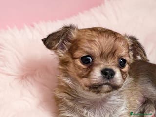 Chihuahua cani Cucciole di chihuahua - Annuncio 8