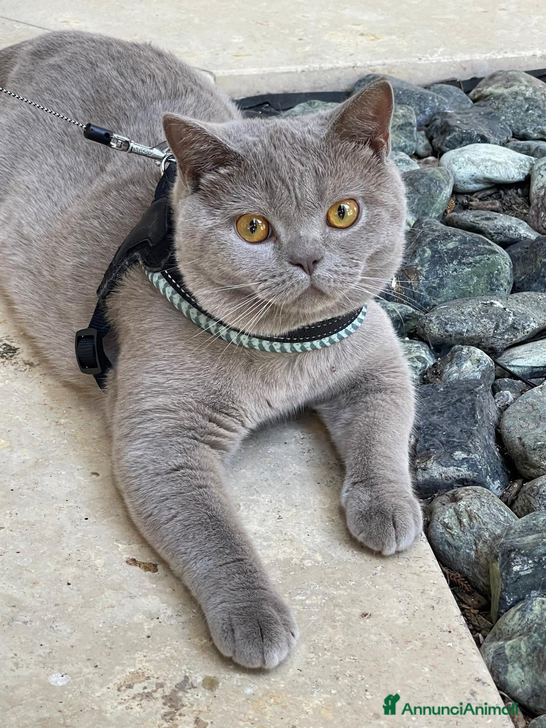 British gatti per accoppiamento: British short hair a Città Metropolitana di Torino - Annuncio 5