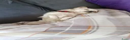 Chihuahua cani per accoppiamento: Chihuahua disponibile per monta - Annuncio 3