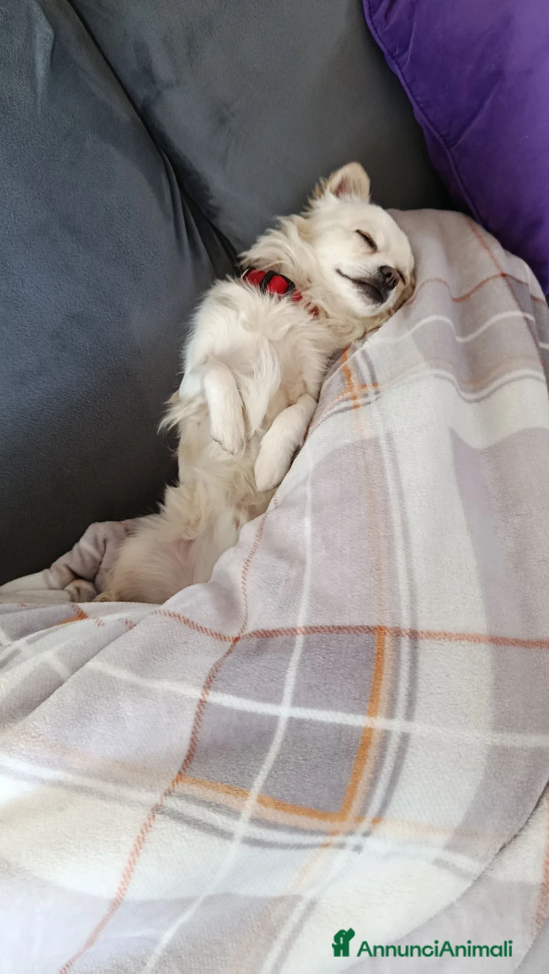Chihuahua cani per accoppiamento: Chihuahua disponibile per monta - Annuncio 3