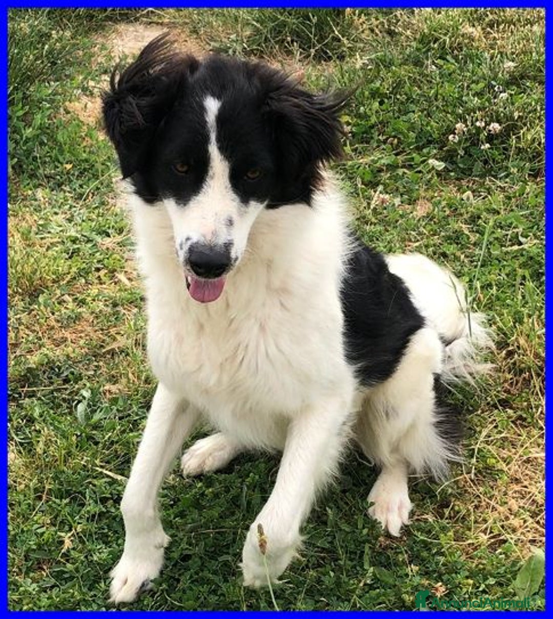 Meticcio cani in regalo: PETRUX  buono con tutti!Adora l'acqua - Annuncio 8