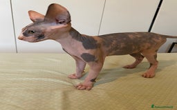 Sphynx gatti in vendita: Sphynx in vendita a Provincia di Ancona - Immagine 10