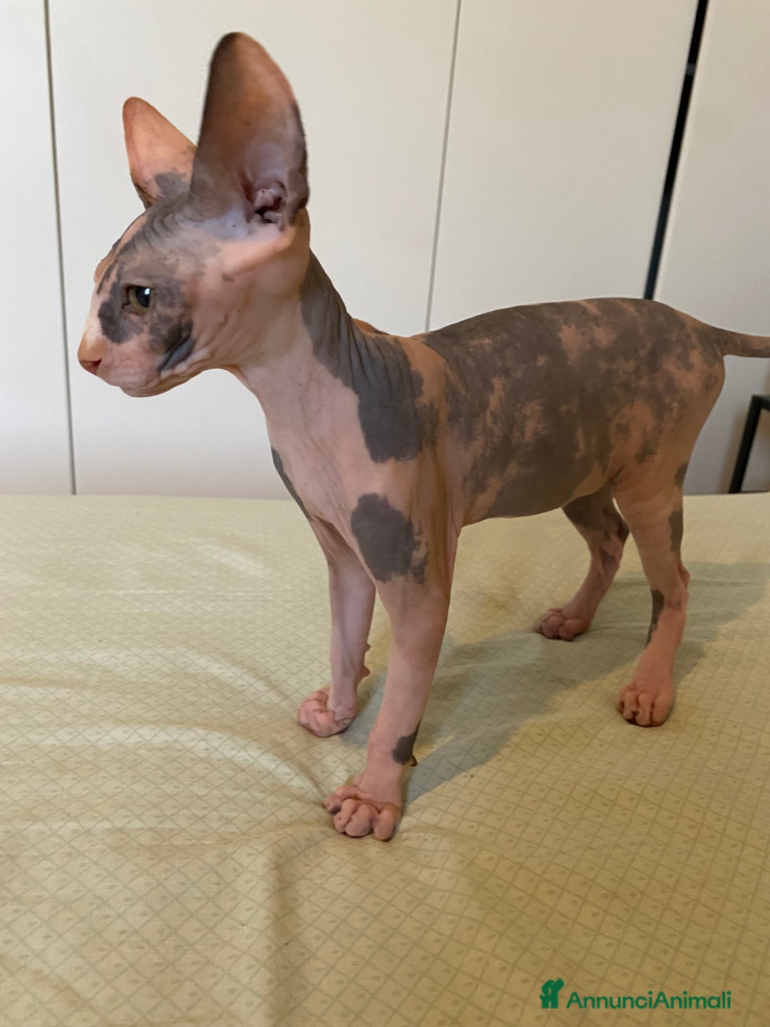 Sphynx gatti in vendita: Sphynx in vendita a Provincia di Ancona - Immagine 10