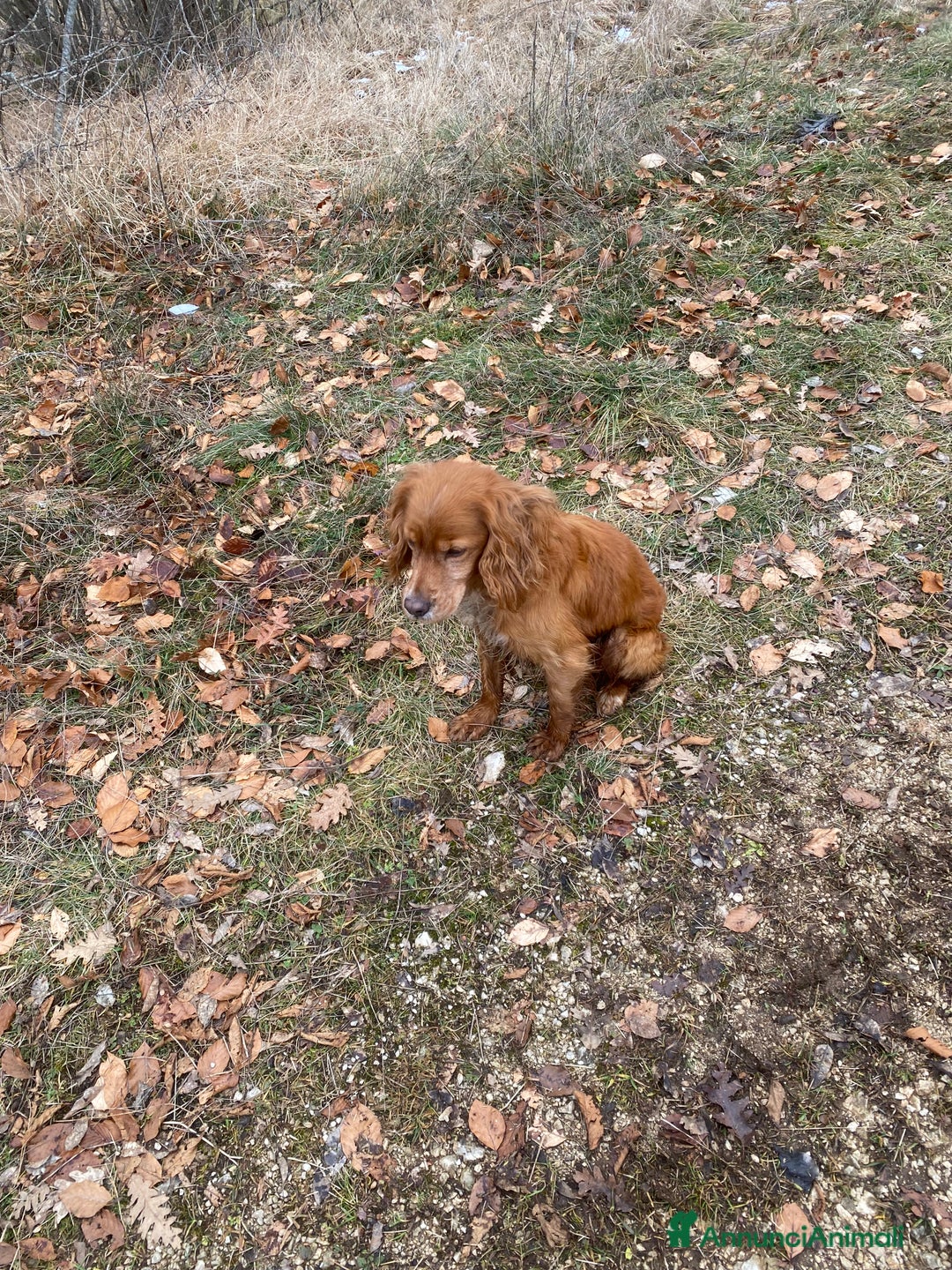 Breton cani in regalo: Regalo - Annuncio 3