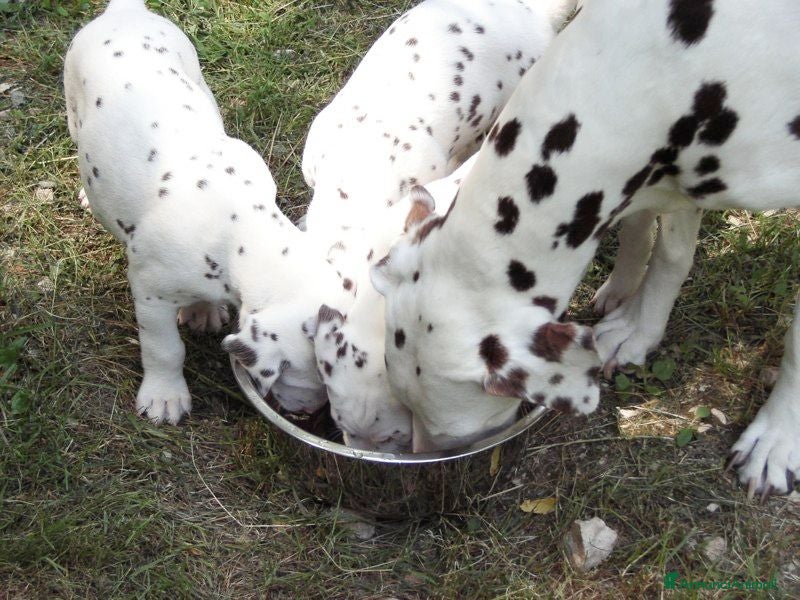 Dalmata cani Cuccioli dalmata - Annuncio 2