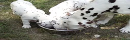 Dalmata cani in vendita: Cuccioli dalmata a Provincia autonoma di Trento - Annuncio 2