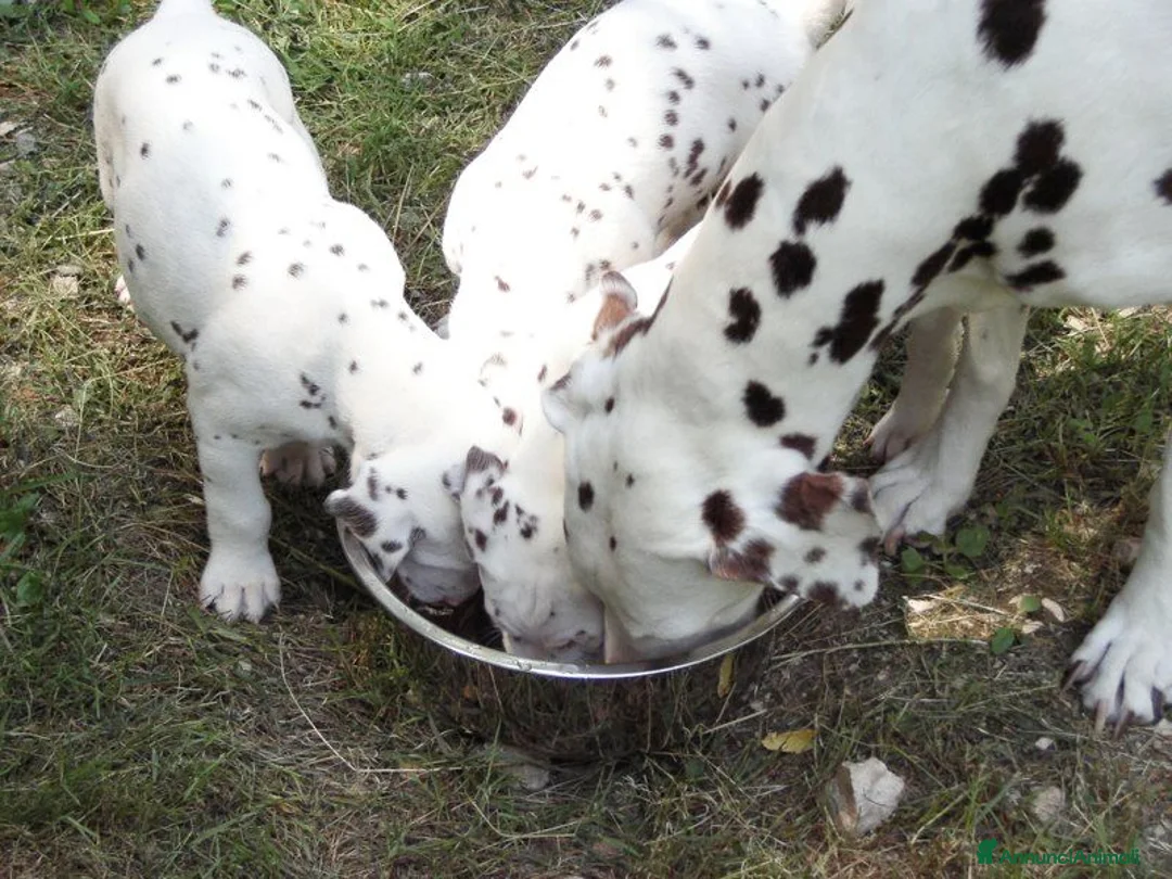 Dalmata cani in vendita: Cuccioli dalmata a Provincia autonoma di Trento - Annuncio 2