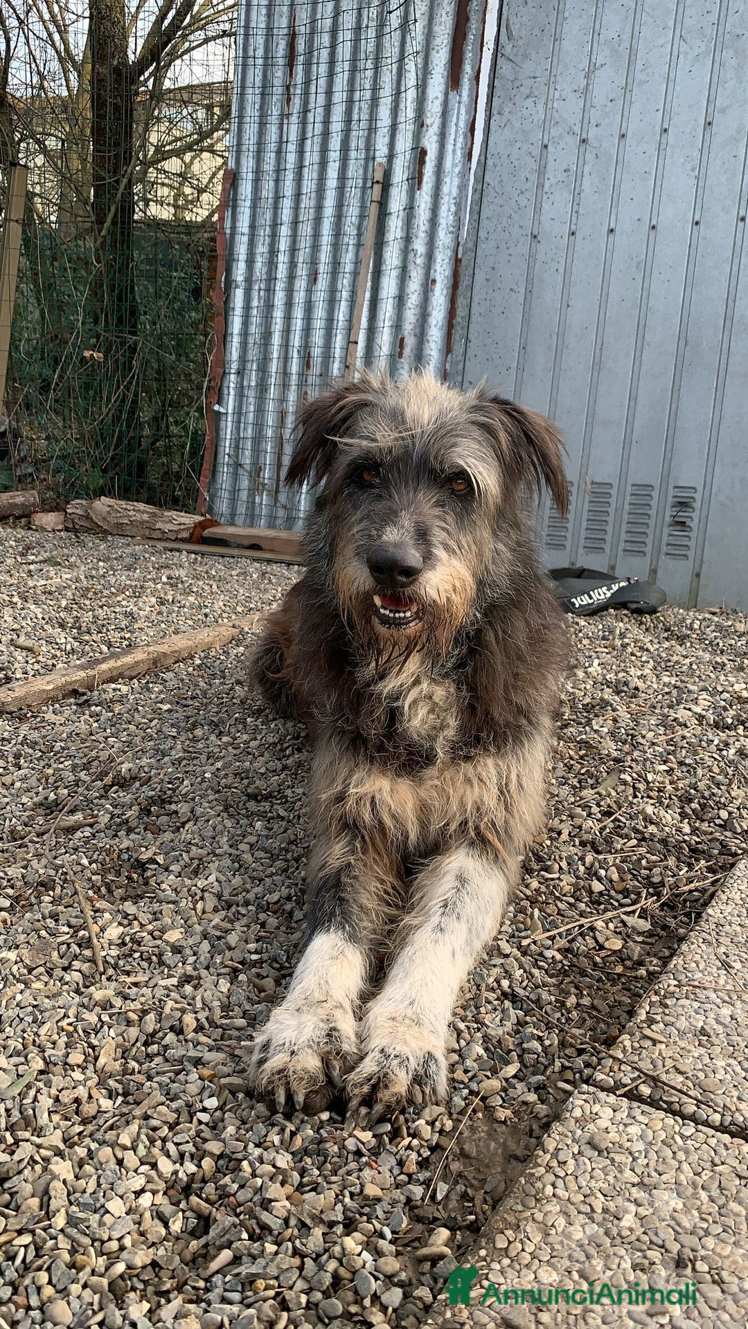 Meticcio cani in regalo: Benji un gigante affettuosissimo a Città Metropolitana di Milano - Annuncio 7