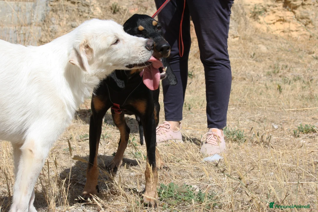 Meticcio cani in regalo: Bea dolcissima segugetta 5 anni in adozione  - Annuncio 7
