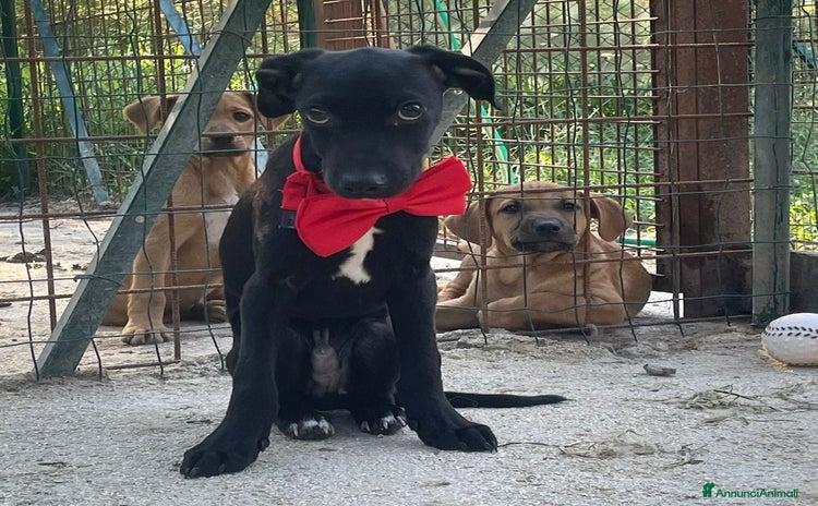 Meticcio cani a Città metropolitana di Roma Capitale - Annuncio 19