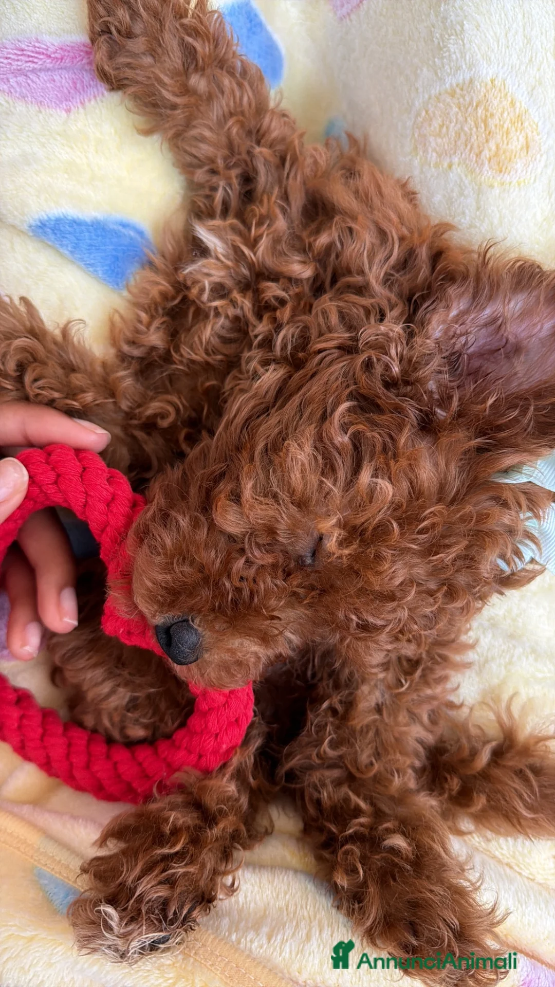 Barboncino Toy cani in vendita: Barboncina toy  - Annuncio 2