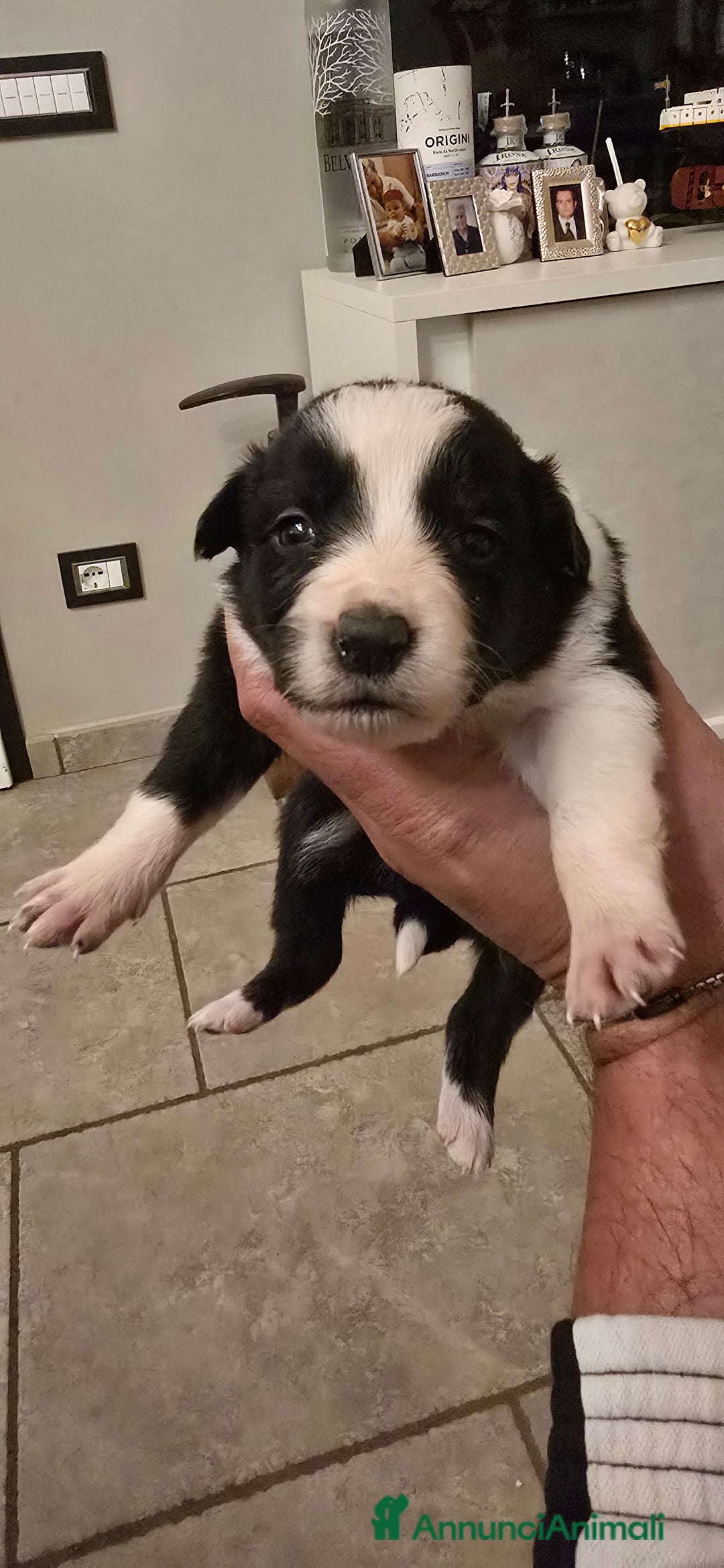 Border Collie cani in vendita: Cuccioli di border collie  - Annuncio 6