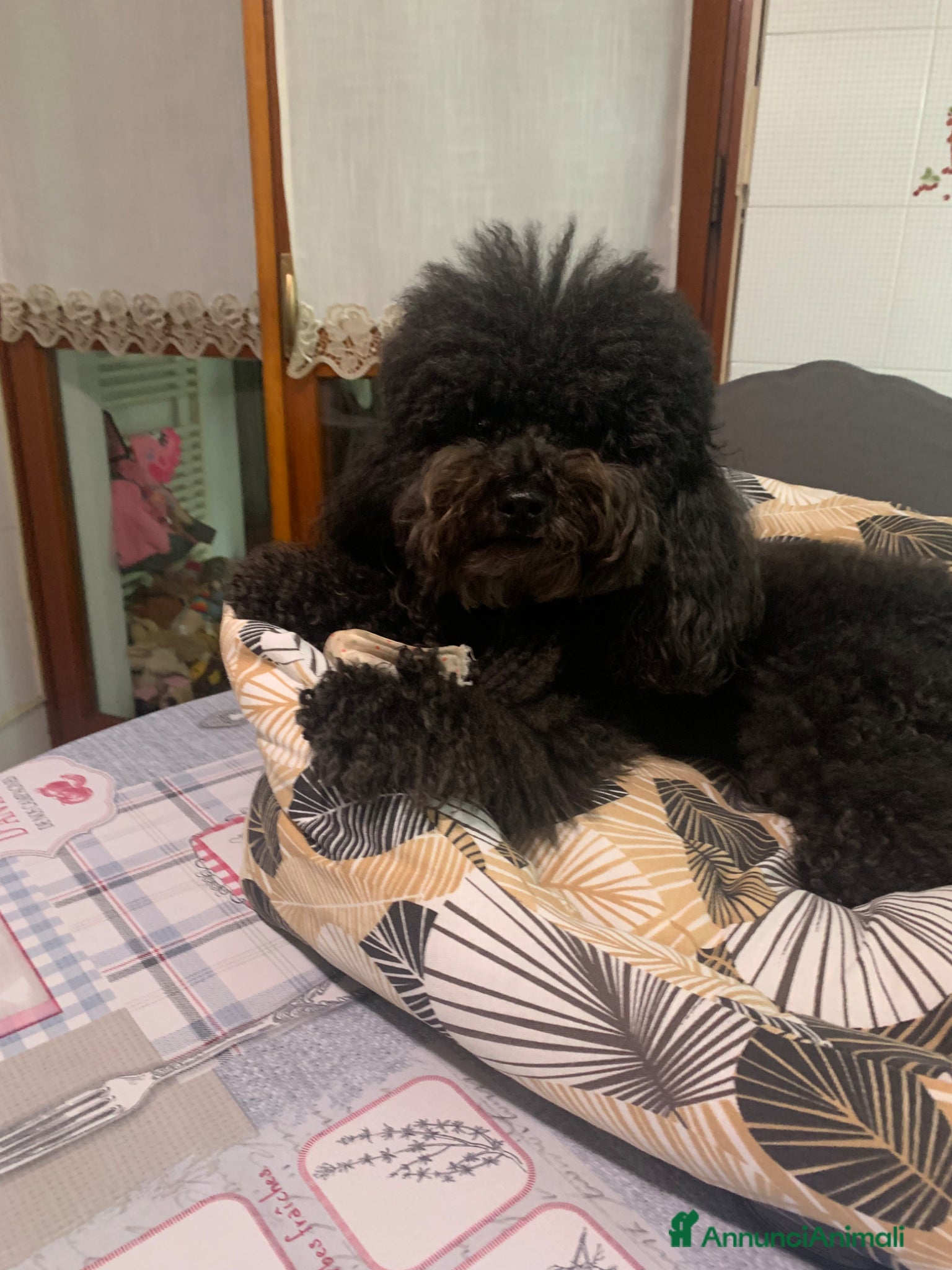 Barboncino cani Vendita cuccioli cane - Annuncio 1