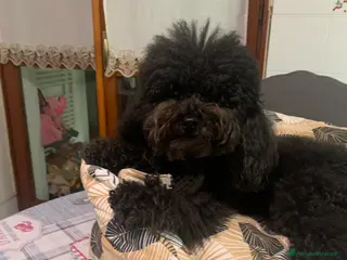 Barboncino cani Vendita cuccioli cane - Annuncio 1