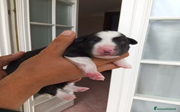 Border Collie cani in vendita: Cuccioli Border Collie a Città Metropolitana di Torino - Immagine 22
