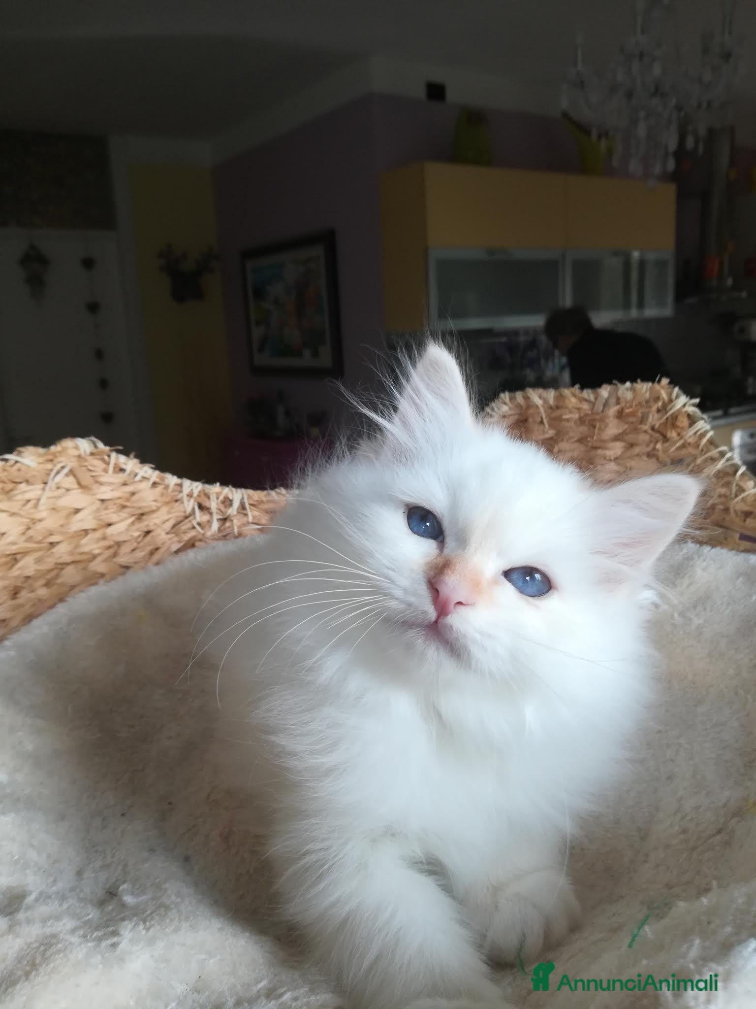 Sacro di Birmania gatti CUCCIOLO SACRO DI BIRMANIA  - Annuncio 16