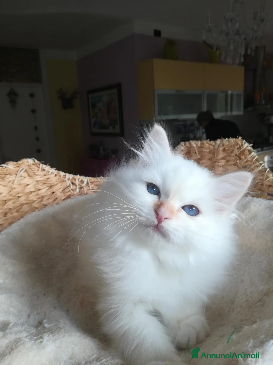 Sacro di Birmania gatti in vendita: CUCCIOLO SACRO DI BIRMANIA  a Provincia di Padova - Annuncio 1