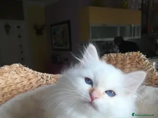 Sacro di Birmania gatti CUCCIOLO SACRO DI BIRMANIA - Annuncio 16