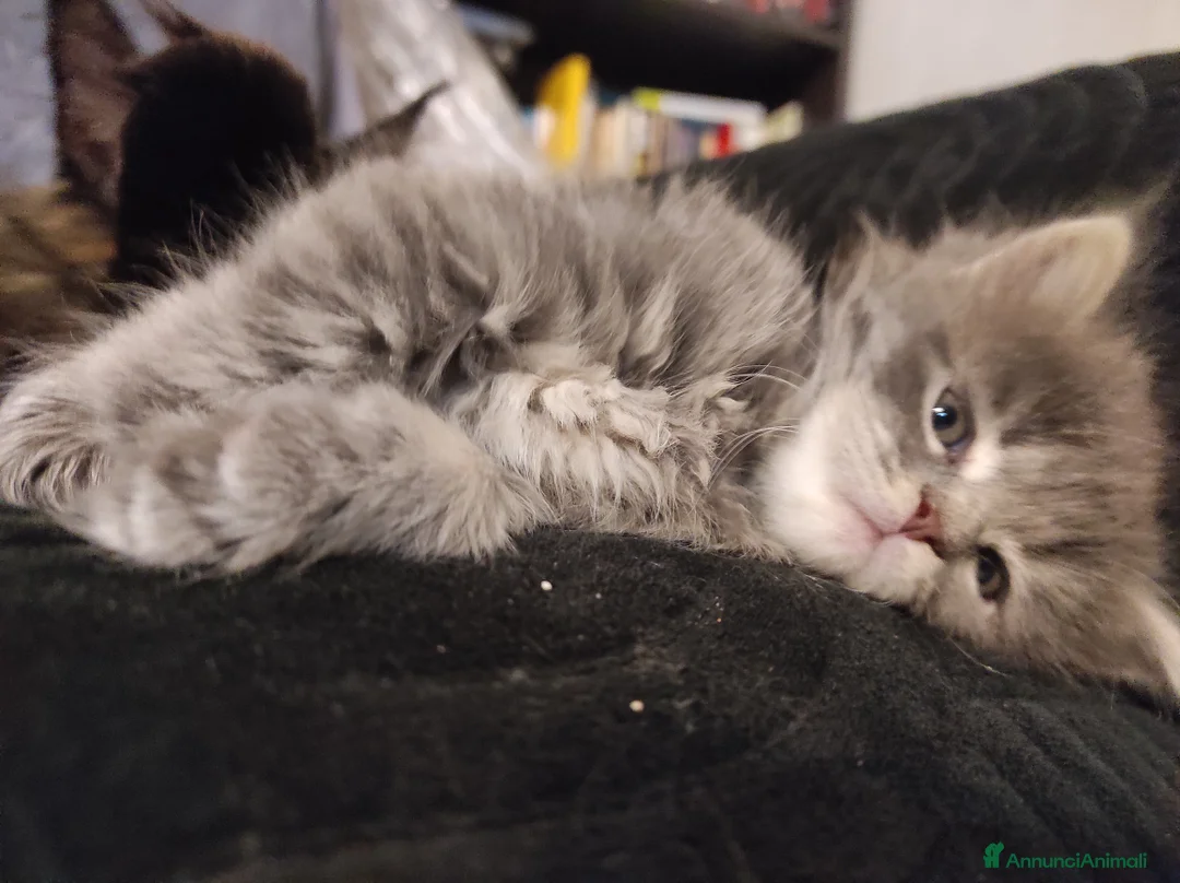 Persiano gatti in vendita: Cuccioli di persiano a Città Metropolitana di Torino - Annuncio 2