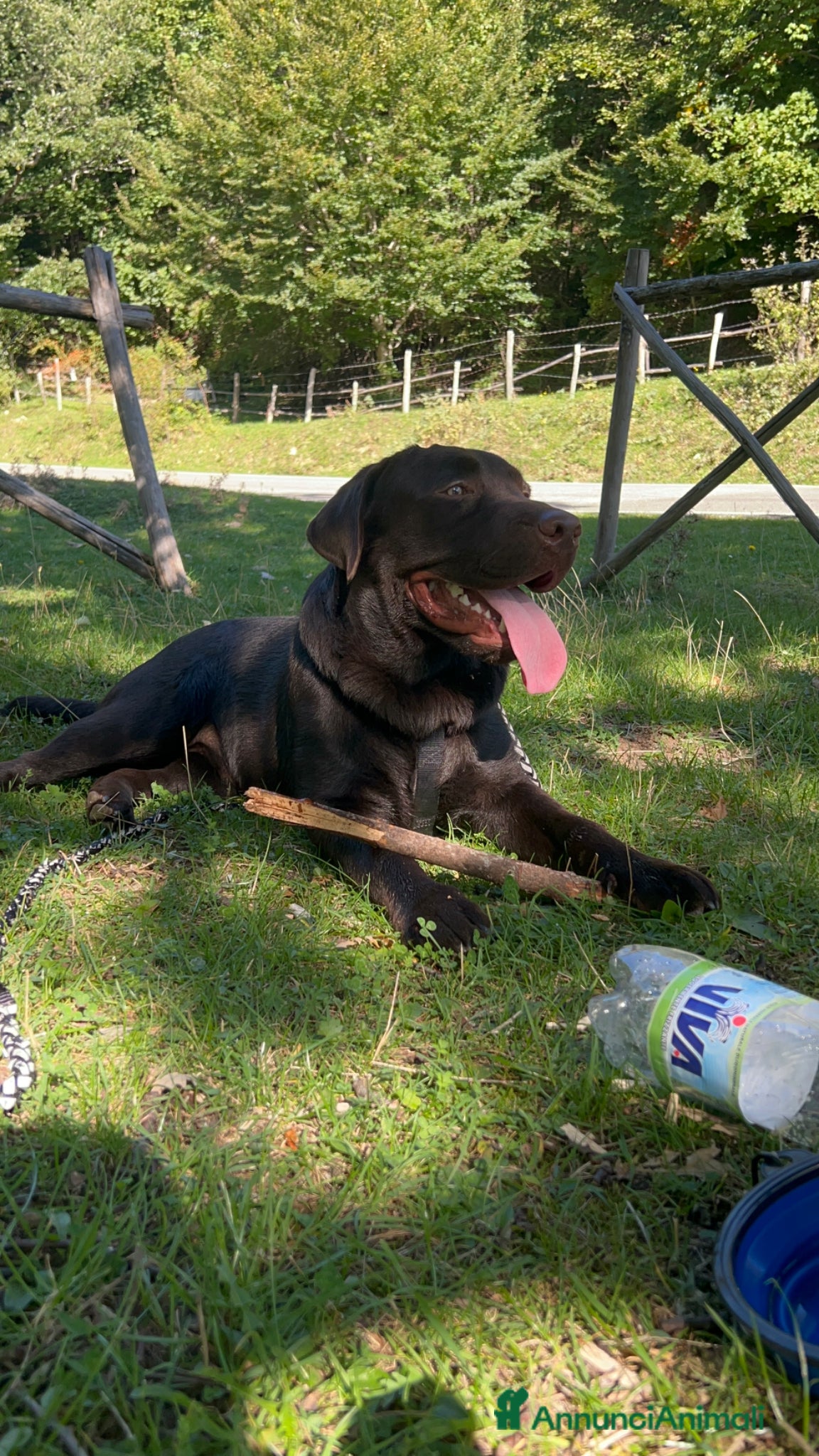 Labrador cani Labrador Retriever Chocolate per accoppiamento  - Annuncio 3