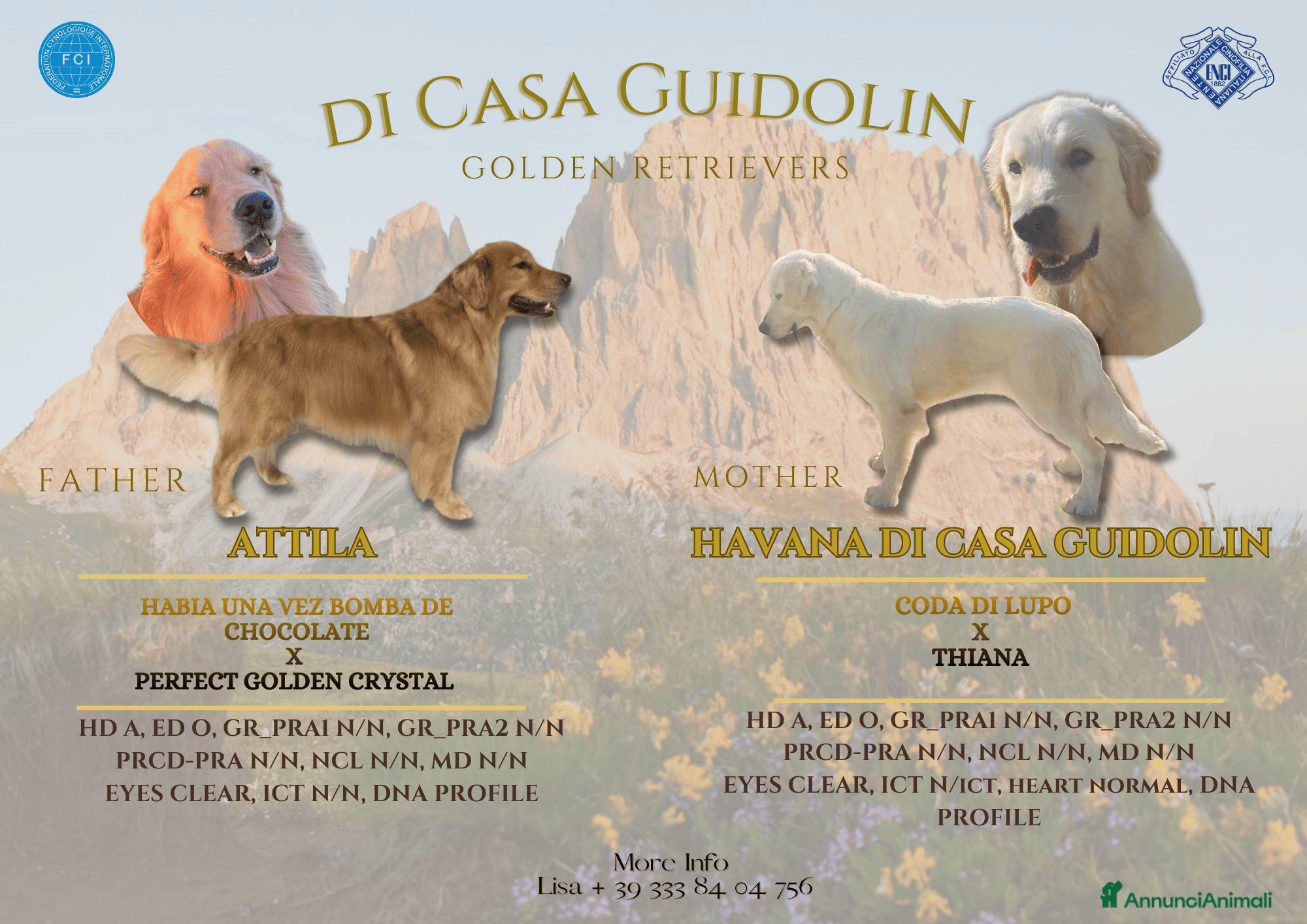 Golden Retriever cani CUCCIOLI GOLDEN RETRIEVER LINEA ANGLOAMERICANA - Annuncio 2