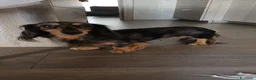 Bassotto Nano cani in vendita: Bassotto pelo lungo - Annuncio 2