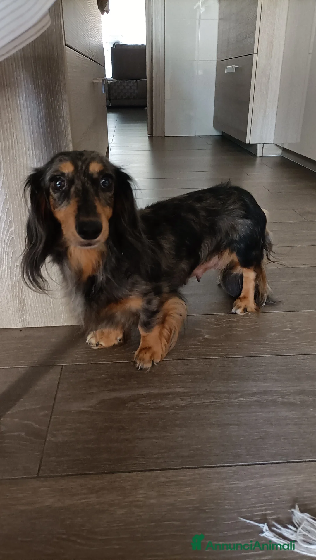 Bassotto Nano cani in vendita: Bassotto pelo lungo - Annuncio 2