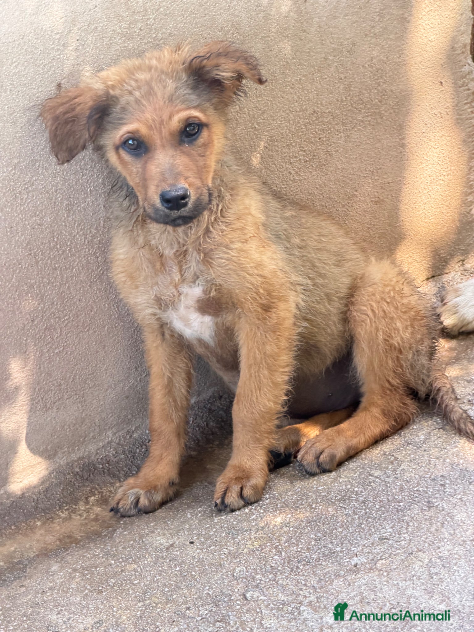 Meticcio cani Rose  - Annuncio 31