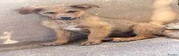 Meticcio cani in regalo: Rose  a Città Metropolitana di Firenze - Annuncio 1