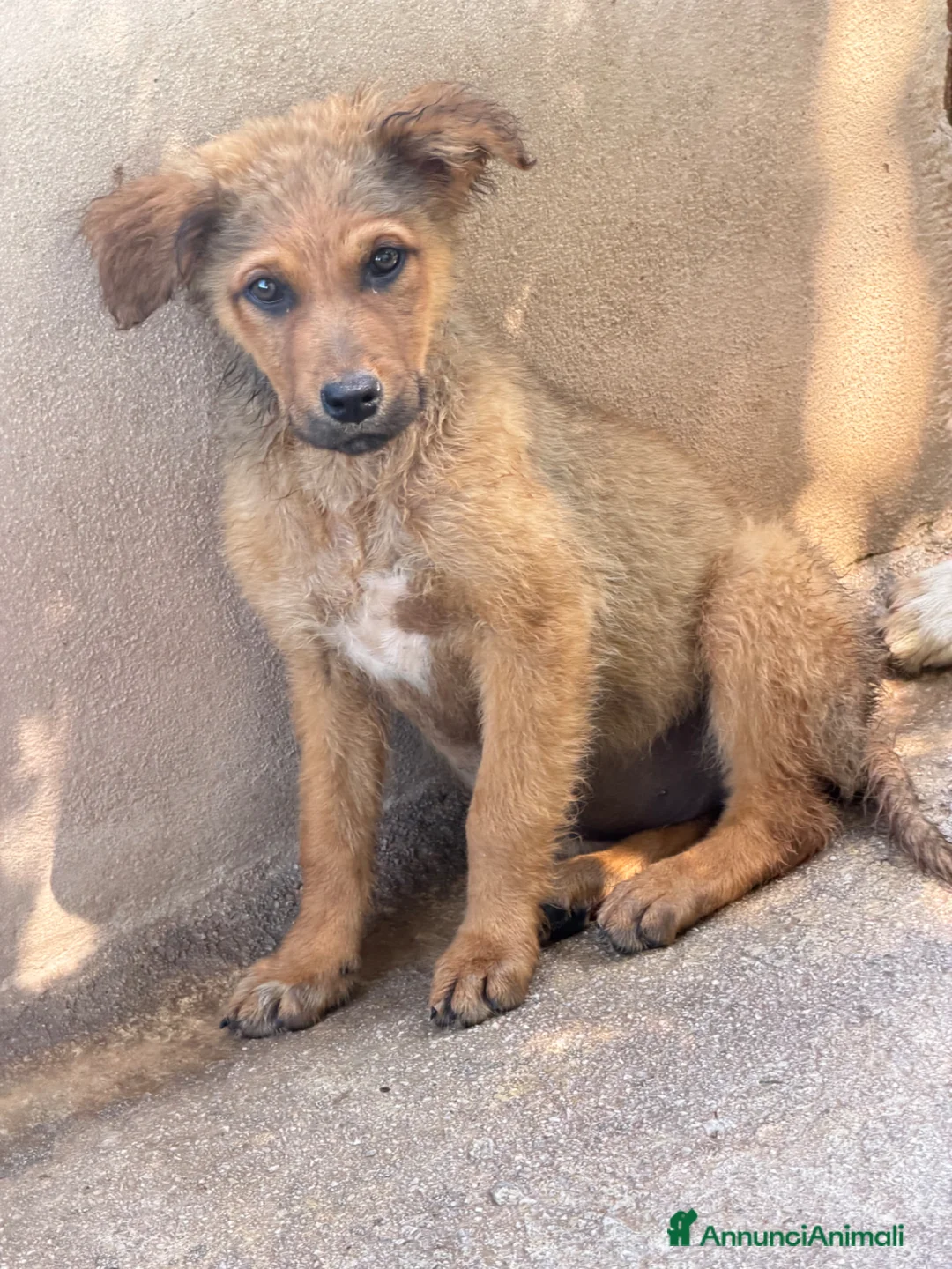 Meticcio cani in regalo: Rose  a Città Metropolitana di Firenze - Annuncio 1