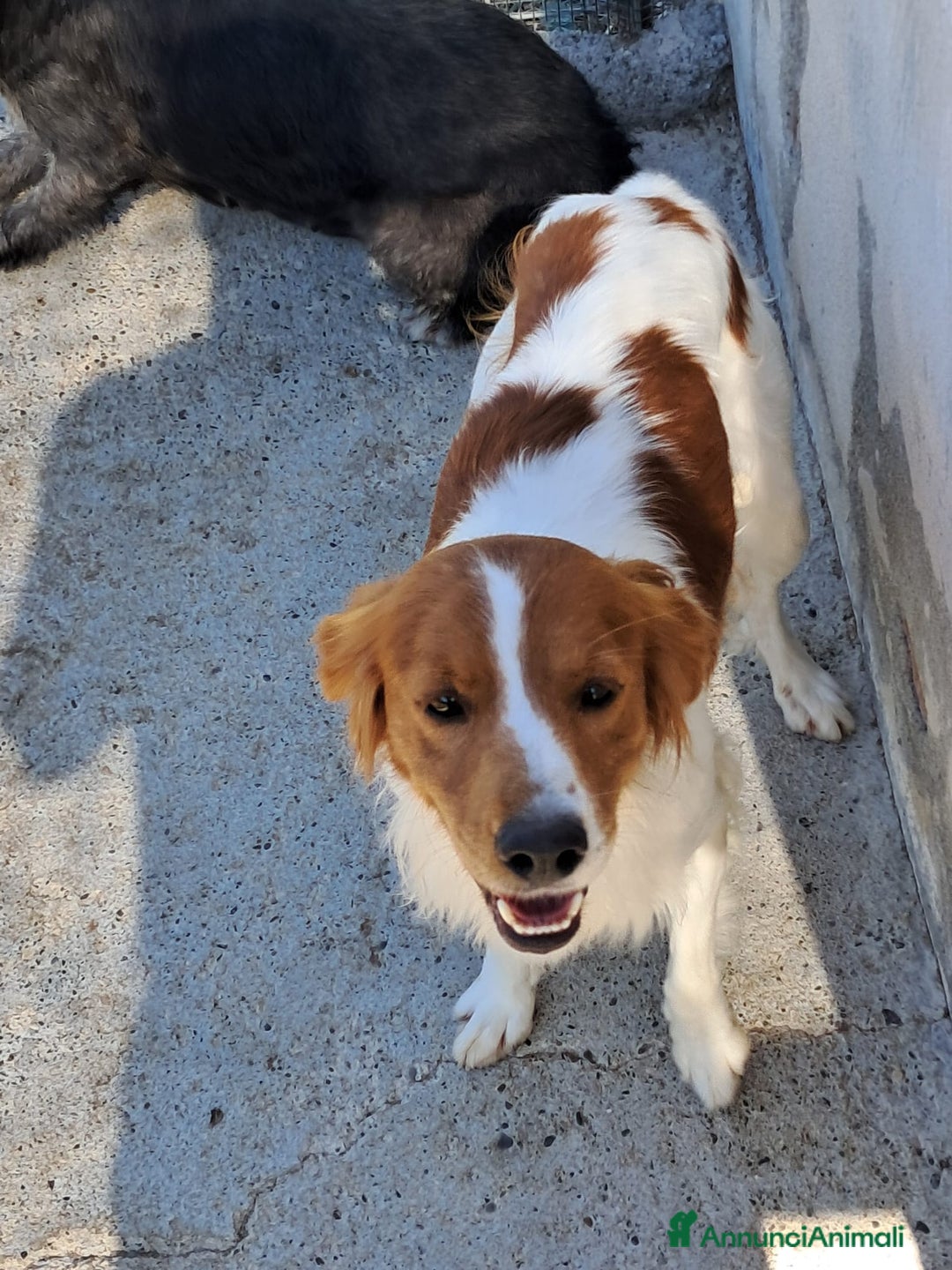 Altre razze cani in regalo: birillo - Annuncio 5