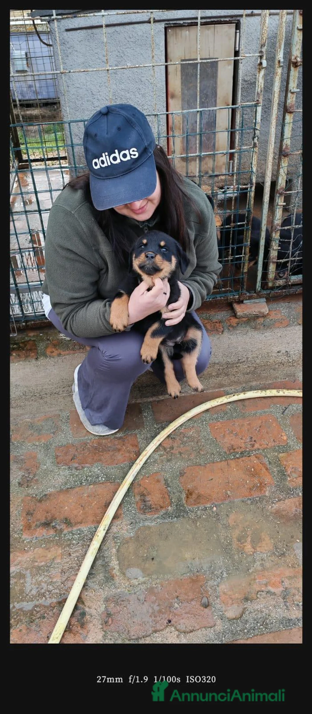 Rottweiler cani in vendita: Rottweiler  a Provincia di Modena - Annuncio 2