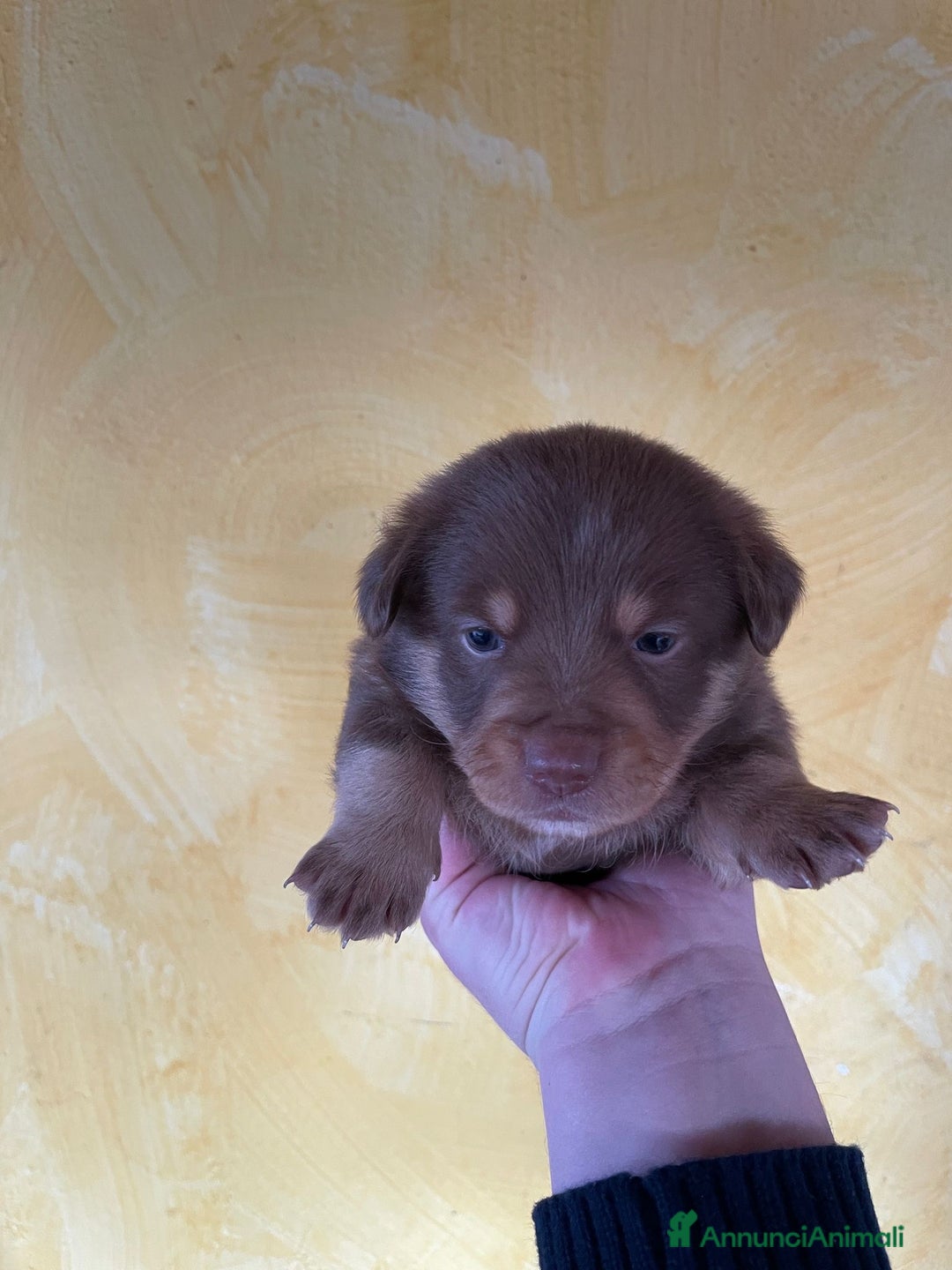 Volpino Italiano cani in regalo: Cuccioli di meticcio (simil volpino italiano) - Annuncio 11