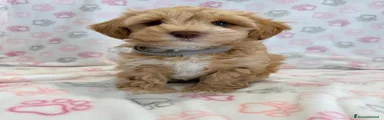 Maltipoo 2