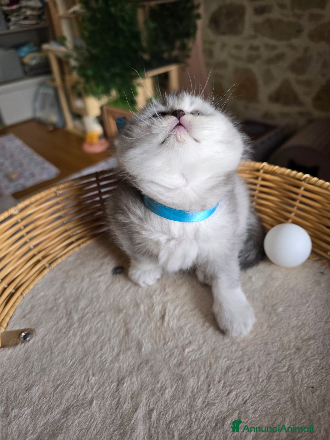 Scottish gatti in vendita: Gattini Scottish fold e straight silver shaded - Annuncio 12