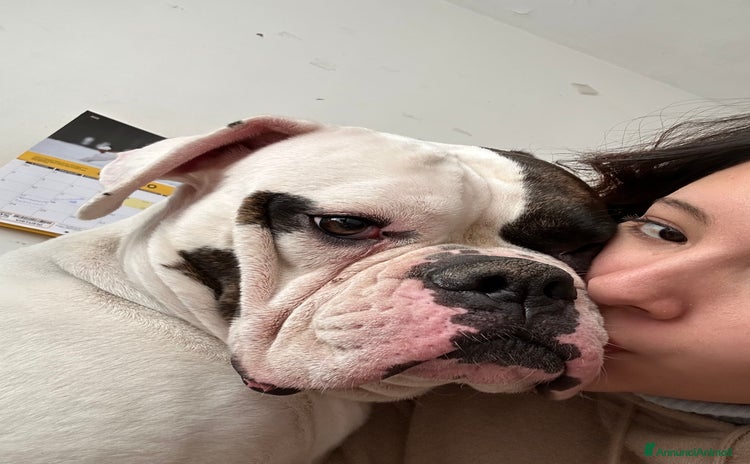 Bulldog cani a Città metropolitana di Milano - Annuncio 2