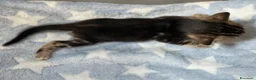 Bengala gatti in vendita: Cuccioli di Bengala - Annuncio 14
